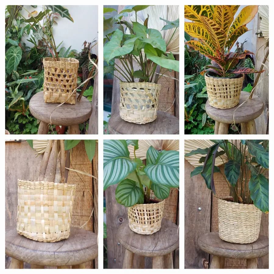 Beatriz Ap. A. Kawamoto