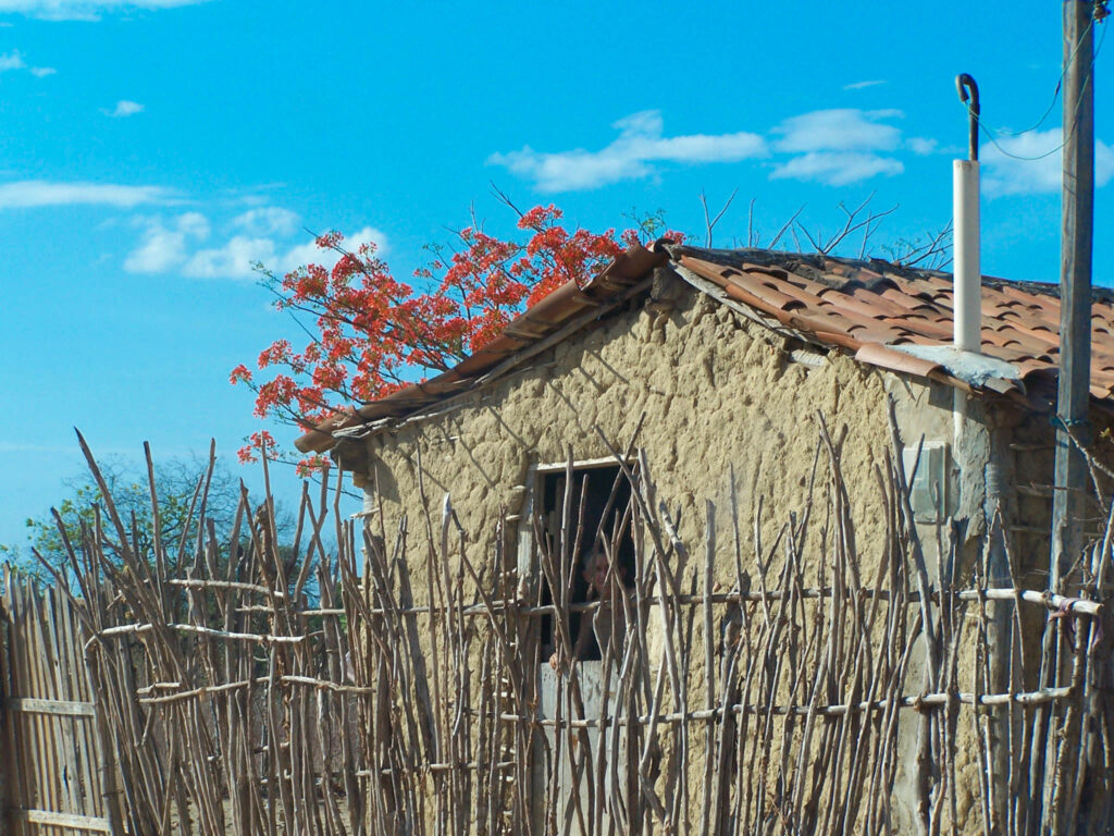 Casa de taipa no sertão do Rio Grande do Norte. Nela é possível visualizar sua estrutura de barro  (Foto: Wagner ROCHINK, 2024)